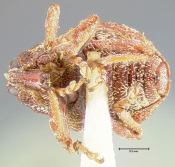 Media type: image;   Entomology 25217 Aspect: habitus ventral view
